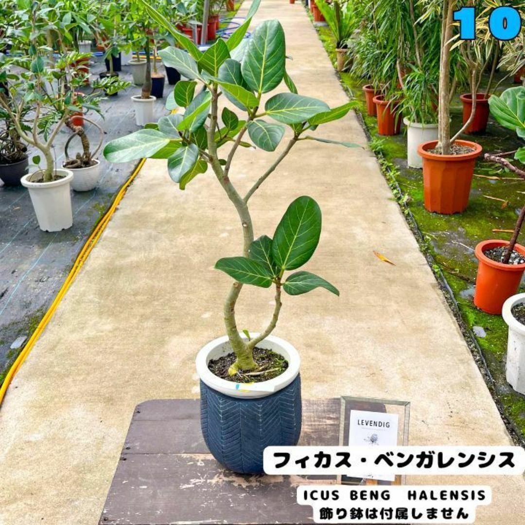 ✨癒しの観葉植物、フィカス・ベンガレンシス✨９２センチ ⑩個性的な樹形が魅力 ハンドメイドのフラワー/ガーデン(プランター)の商品写真