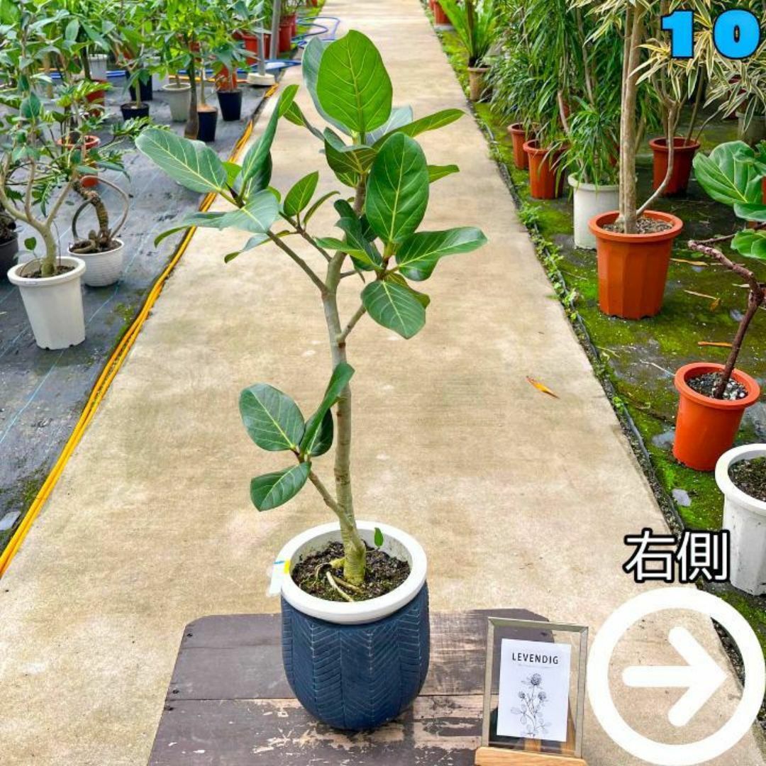 ✨癒しの観葉植物、フィカス・ベンガレンシス✨９２センチ ⑩個性的な樹形が魅力 ハンドメイドのフラワー/ガーデン(プランター)の商品写真