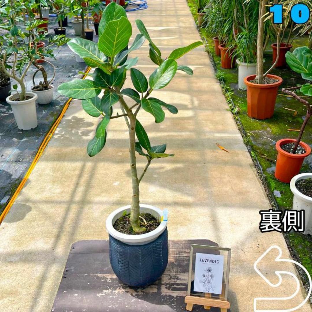 ✨癒しの観葉植物、フィカス・ベンガレンシス✨９２センチ ⑩個性的な樹形が魅力 ハンドメイドのフラワー/ガーデン(プランター)の商品写真