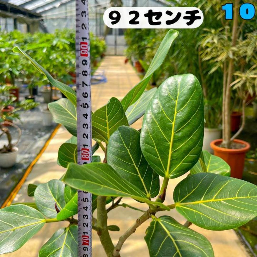 ✨癒しの観葉植物、フィカス・ベンガレンシス✨９２センチ ⑩個性的な樹形が魅力 ハンドメイドのフラワー/ガーデン(プランター)の商品写真