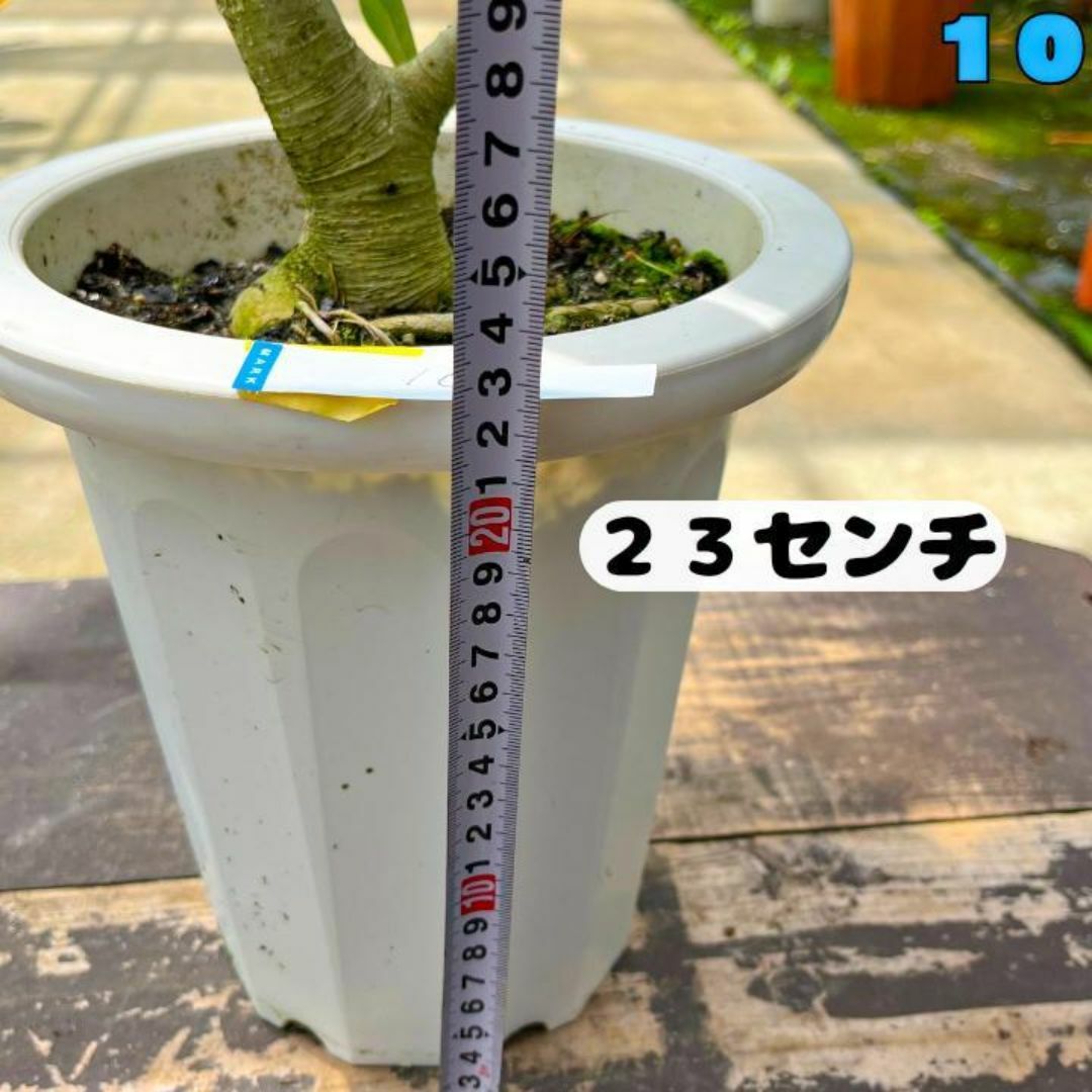 ✨癒しの観葉植物、フィカス・ベンガレンシス✨９２センチ ⑩個性的な樹形が魅力 ハンドメイドのフラワー/ガーデン(プランター)の商品写真