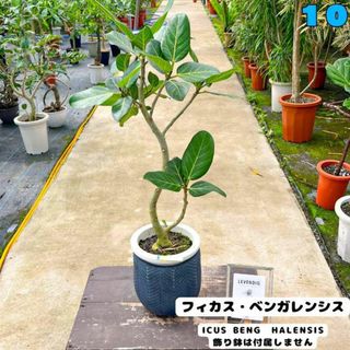 ✨癒しの観葉植物、フィカス・ベンガレンシス✨９２センチ ⑩個性的な樹形が魅力(プランター)