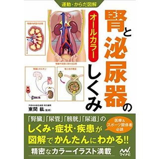 運動・からだ図解 腎と泌尿器のしくみ(語学/参考書)