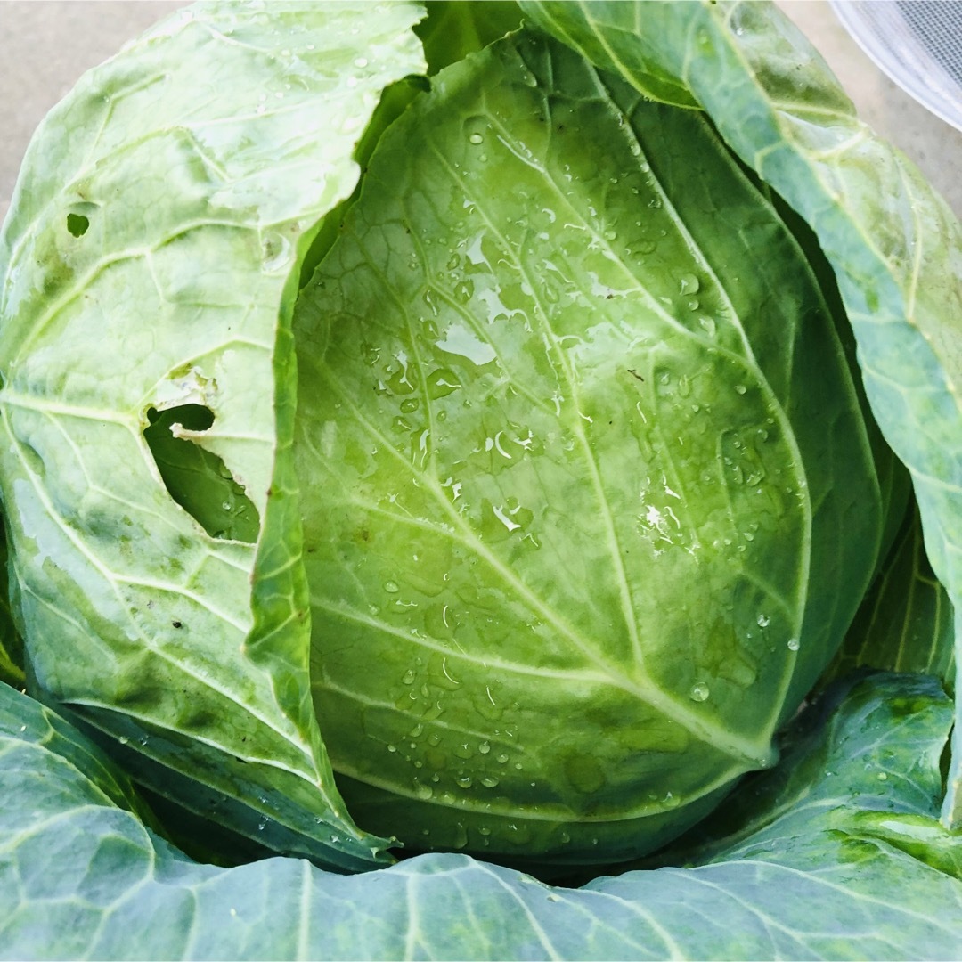 たっぷり野菜　コンパクトボックス採れたて野菜詰め合わせ　採れたて野菜　コンパクト 食品/飲料/酒の食品(野菜)の商品写真