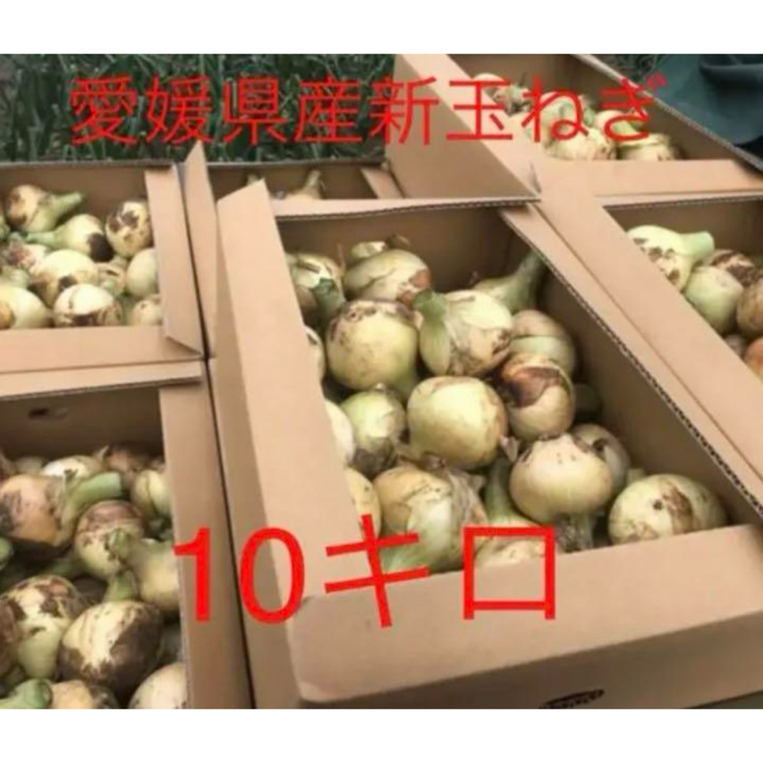 新玉ねぎ 七宝早生 約10キロ 愛媛県産 食品/飲料/酒の食品(野菜)の商品写真