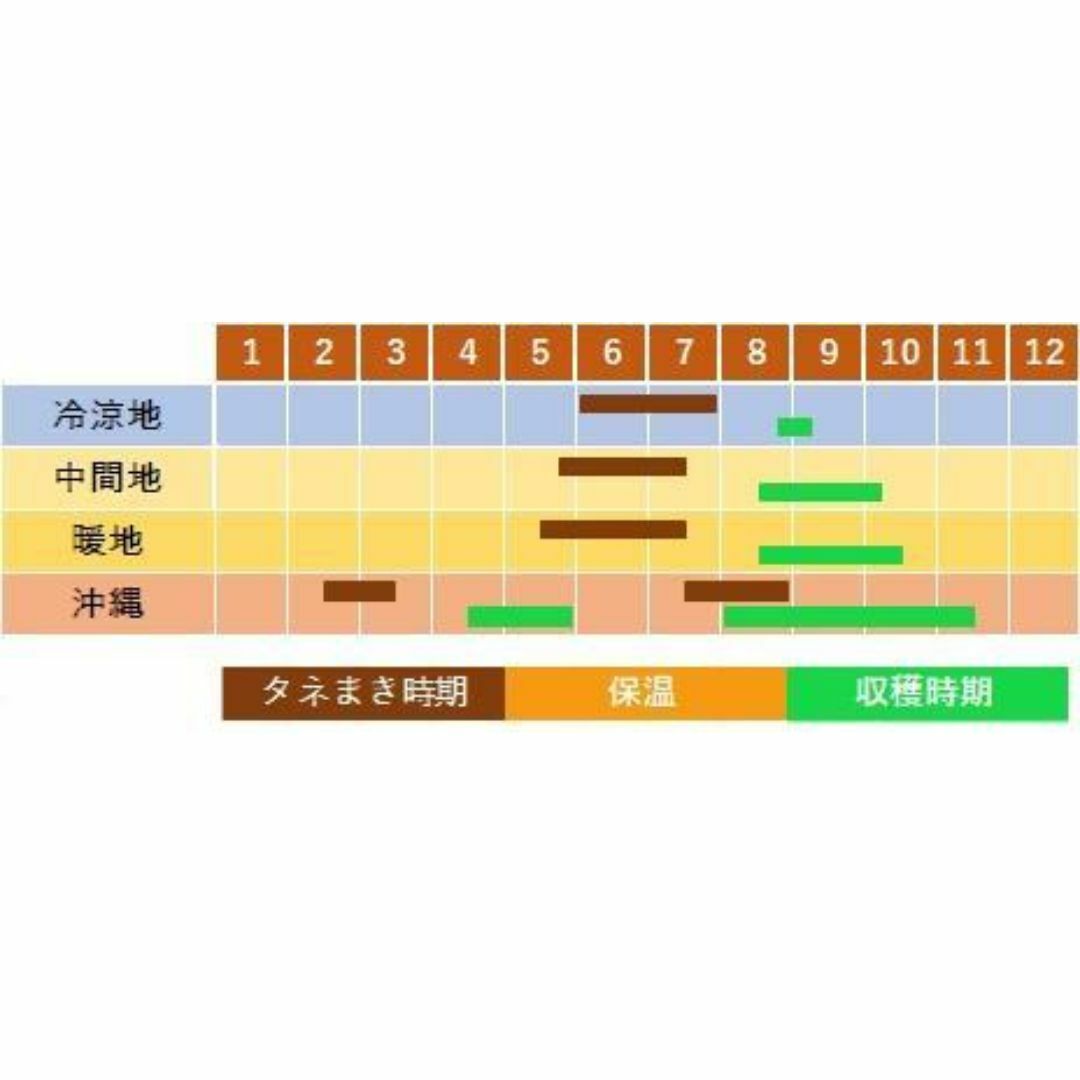 ＜野菜の種＞２０粒　うりずん　四角豆　シカクマメ ハンドメイドのフラワー/ガーデン(プランター)の商品写真