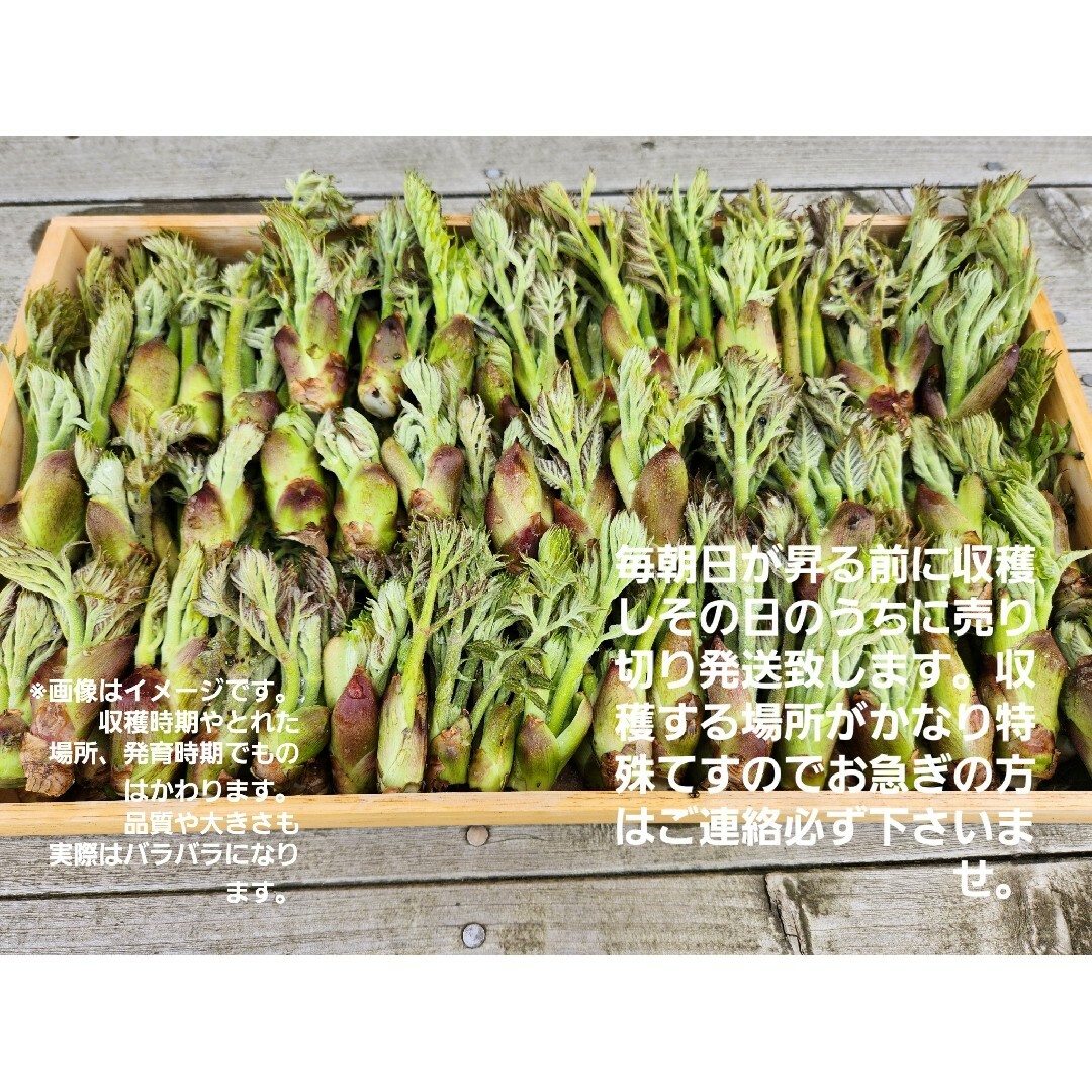 山形庄内鳥海山産　朝摘み訳あり天然たらの芽約200g　タラの芽　春野菜　山菜 食品/飲料/酒の食品(野菜)の商品写真