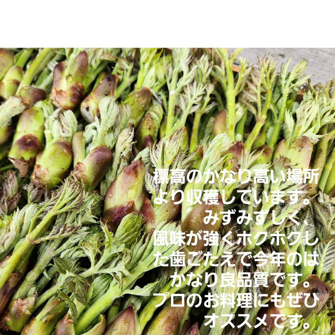 山形庄内鳥海山産　朝摘み訳あり天然たらの芽約200g　タラの芽　春野菜　山菜 食品/飲料/酒の食品(野菜)の商品写真