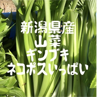 新潟県産　山菜ギンブキ　ネコポスいっぱい(野菜)