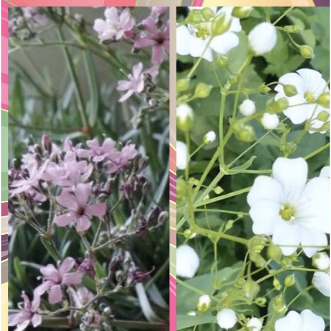 宿根　かすみ草　苗　ピンクホワイトセット（抜き苗、苗と土、約2.5号ポット分） ハンドメイドのフラワー/ガーデン(その他)の商品写真