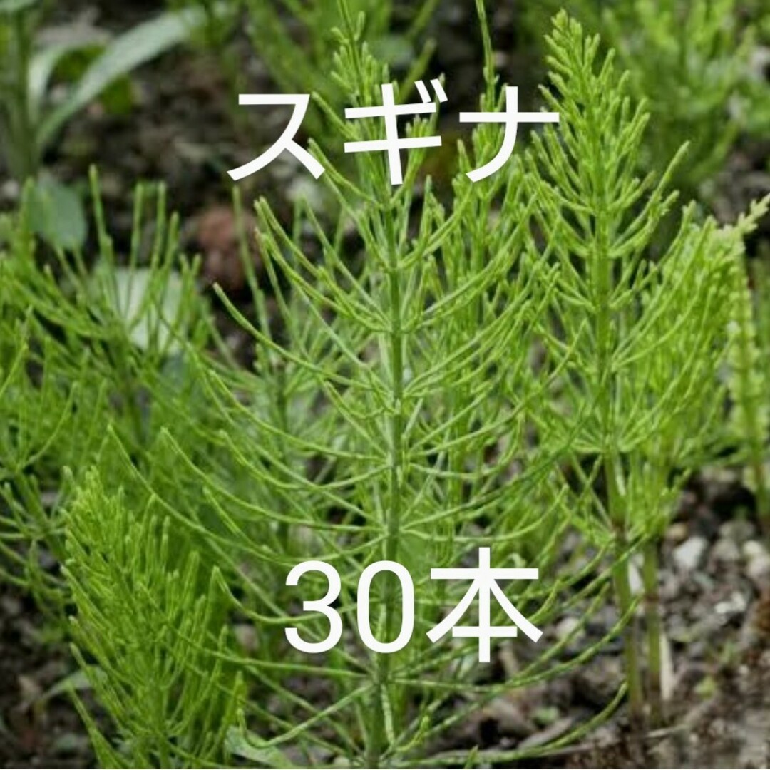 【自然栽培】スギナの苗30本⑥ ハンドメイドのフラワー/ガーデン(プランター)の商品写真