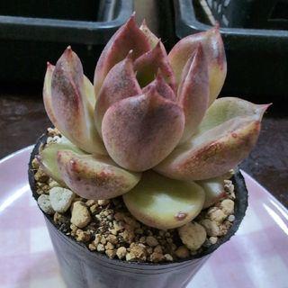 多肉植物　12.234    エケベリア    黒薔薇(その他)