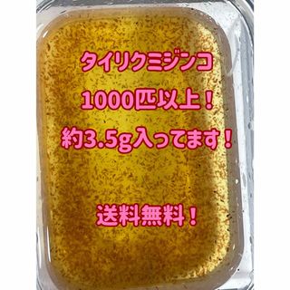 タイリクミジンコ1000匹以（約3.5g）」(アクアリウム)