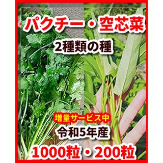 パクチー＆空芯菜の種の2種類セット★増量サービス中(野菜)