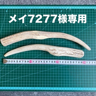 鹿の角　鹿のツノ　鹿角　鹿ツノ　おもちゃ　角　犬用品　犬　(犬)