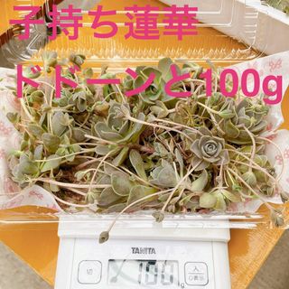 ■多肉植物■子持ち蓮華 抜き苗100g②