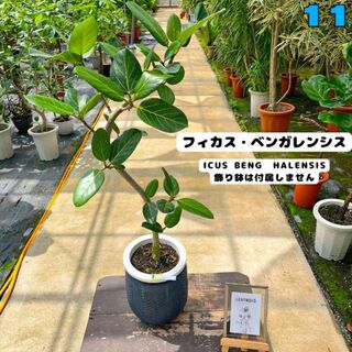 ✨癒しの観葉植物、フィカス・ベンガレンシス✨９７センチ・11・個性的な樹形が魅力(プランター)