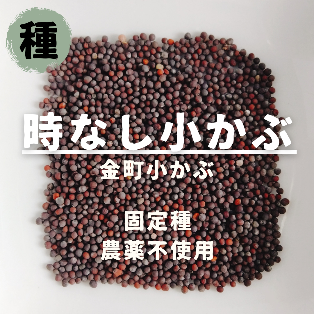 【種】時なし小かぶ　金町小かぶ　無農薬　150粒 食品/飲料/酒の食品(野菜)の商品写真