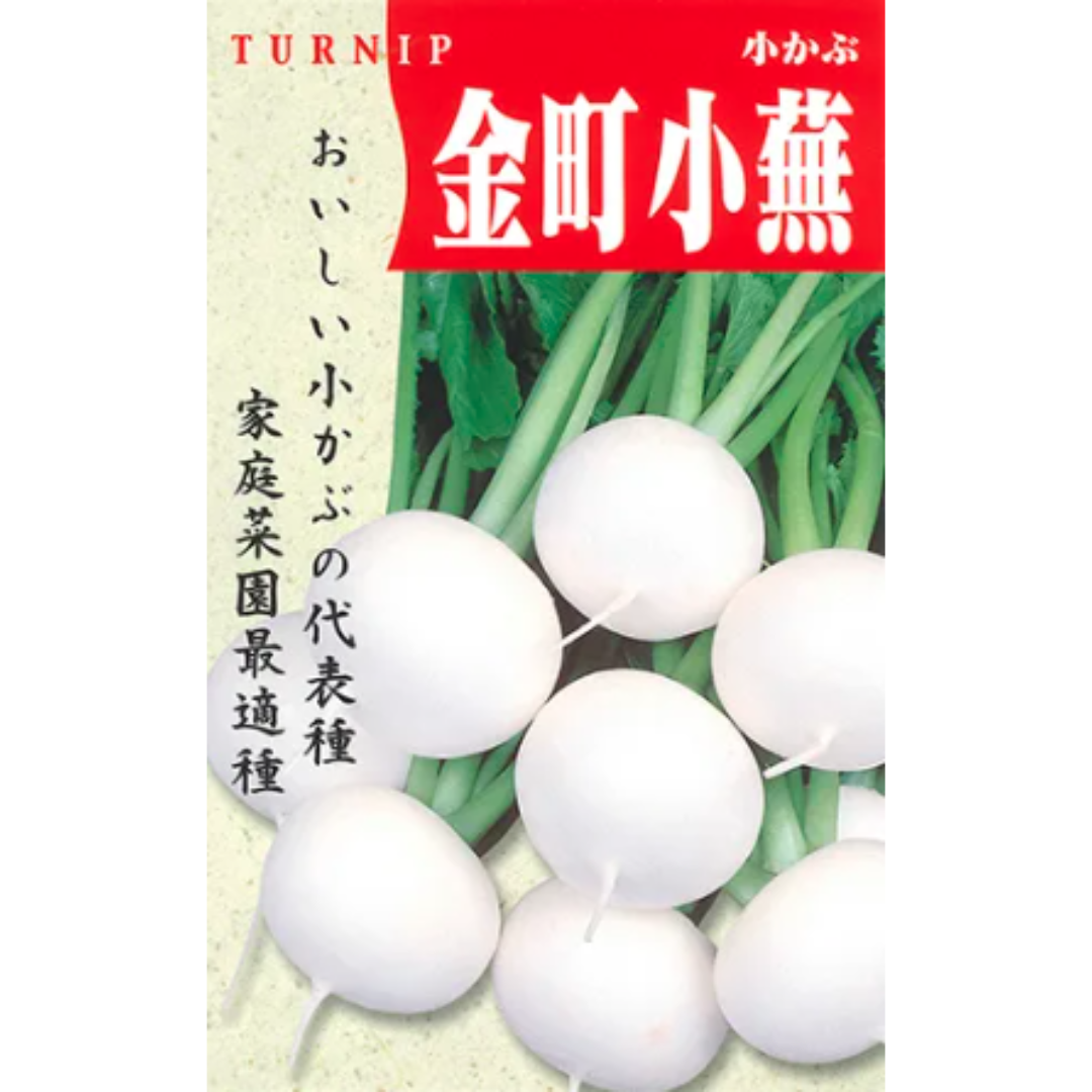 【種】時なし小かぶ　金町小かぶ　無農薬　150粒 食品/飲料/酒の食品(野菜)の商品写真