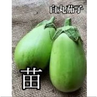 ◎無農薬◎ 白丸茄子 苗 1株 + オマケ(その他)