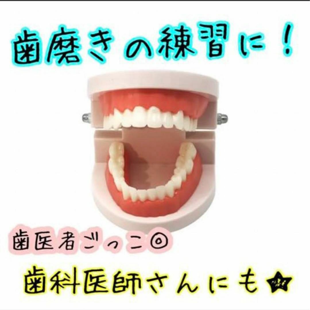 歯の模型 歯磨きの練習 知育 知育玩具 ごっこ遊び 歯医者 キッズ/ベビー/マタニティのおもちゃ(知育玩具)の商品写真