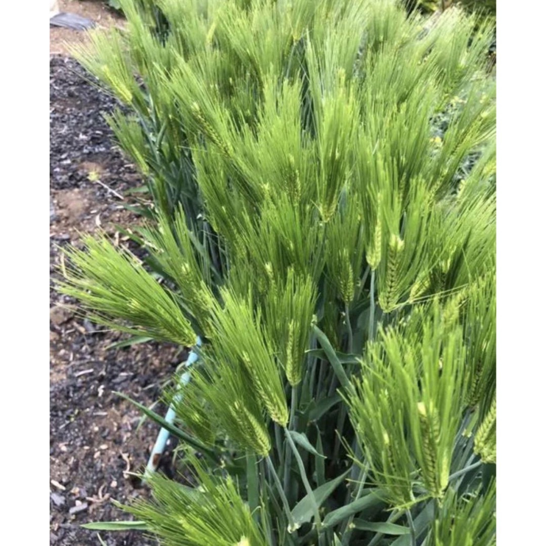 【栽培時農薬不使用】フレッシュ麦の穂 30本 ハンドメイドのフラワー/ガーデン(その他)の商品写真