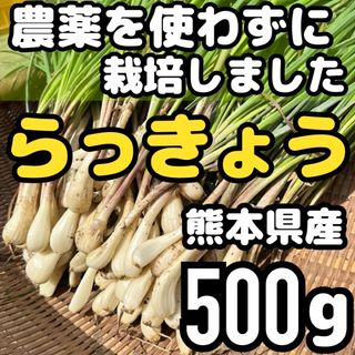 熊本県産 朝採り 新鮮らっきょう 500g 農薬を使わずに栽培しました(野菜)