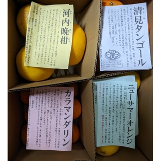 【プレミアム柑橘】河内晩柑他 柑橘4種 のま農園 約4kg(フルーツ)