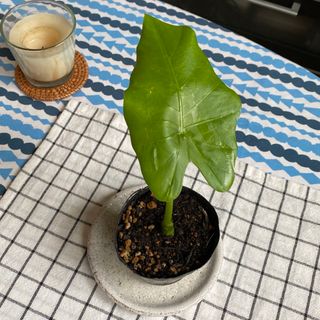 【人気観葉植物】クワズイモ(出世芋)抜き苗(その他)