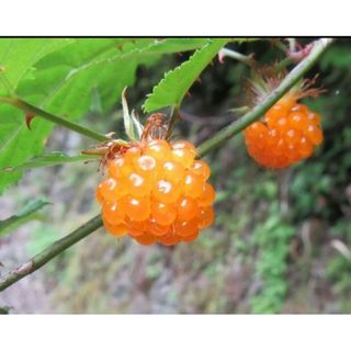 モミジイチゴ　特大株　2株　 山野草 紅葉苺 紅葉いちご(その他)