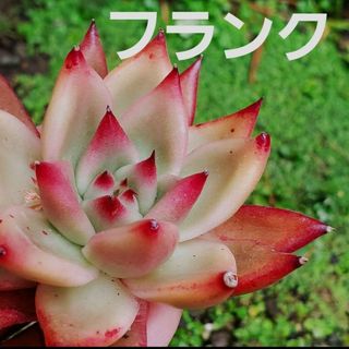 フランク♡カット苗 多肉植物  1つ  しっかりサイズ(その他)