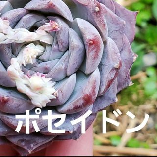 ポセイドン♡カット苗♡しっかりサイズ♡多肉植物  1つ(その他)