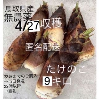 自然の無農薬たけのこ 9キロ 4/27(土)収穫 当日発送