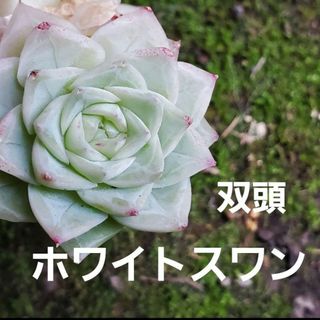 ホワイトスワン♡カット苗 群生 双頭 多肉植物  1つ(その他)