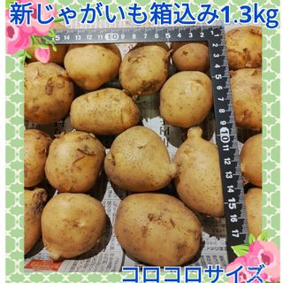 新じゃがいも箱込み約1.3kg◆コンパクトBOX便