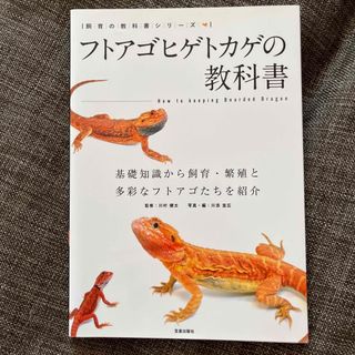 フトアゴヒゲトカゲの教科書　美品(住まい/暮らし/子育て)