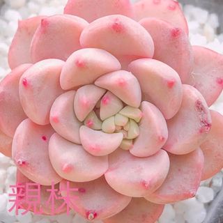 F 多肉植物　ティンカーベル　葉挿し♡(その他)