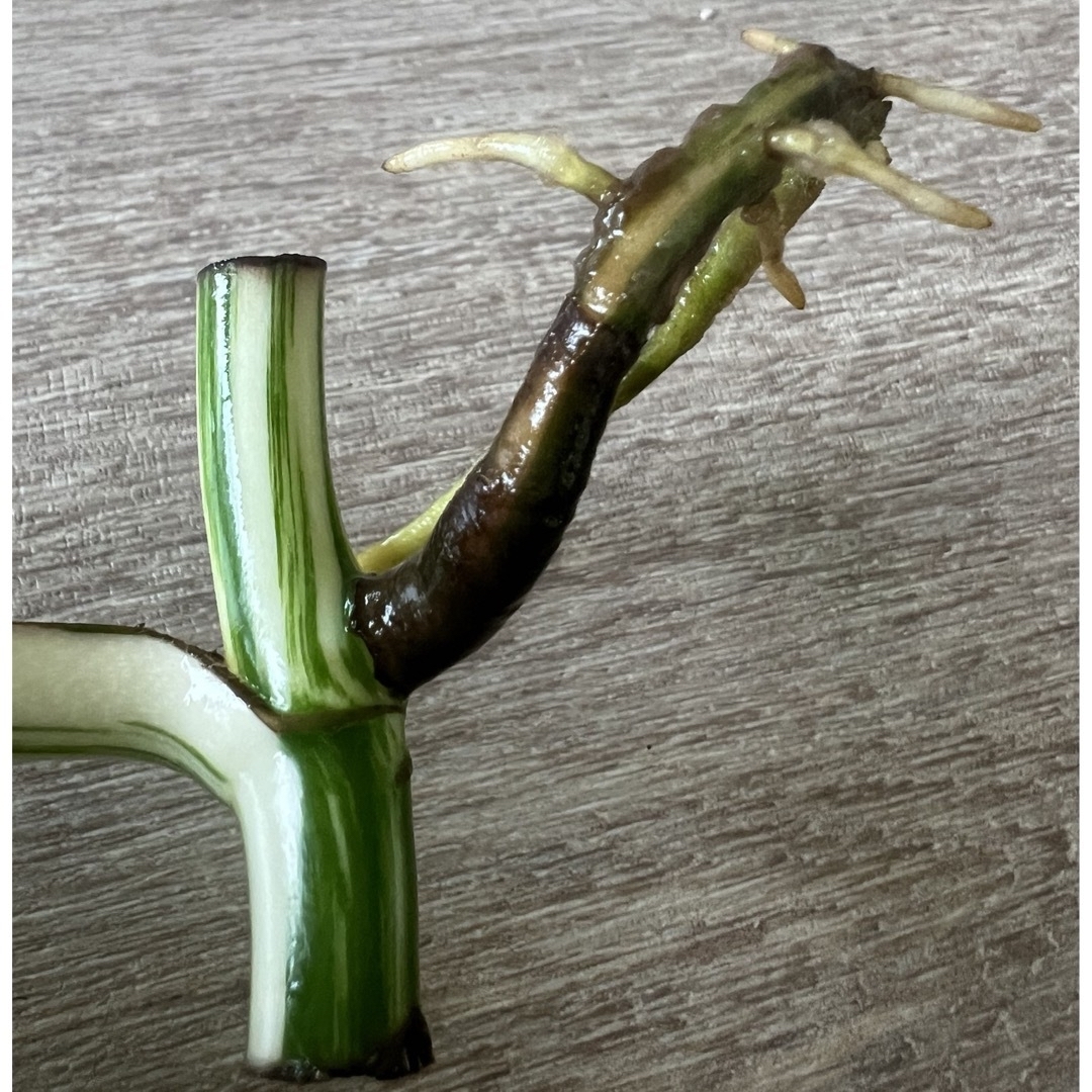 Pモンステラ斑入り　ホワイトタイガー　インテリア　観葉植物　茎　苗　ボルシギアナ ハンドメイドのフラワー/ガーデン(プランター)の商品写真