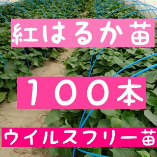 さつまいも苗【紅はるか１００本】【ウイルスフリー切り苗】(野菜)