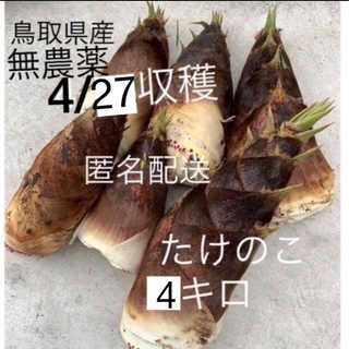 自然の無農薬たけのこ 4キロ 4/27(土)収穫 当日発送(野菜)