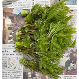 コシアブラ　100g(野菜)