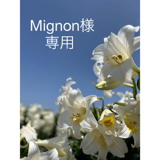 Mignon様専用(野菜)