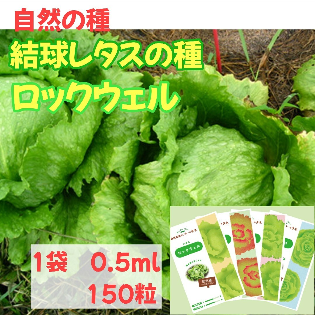 結球レタスの種　ロックウェル　自然農法で育成・採種した国産の種 食品/飲料/酒の食品(野菜)の商品写真