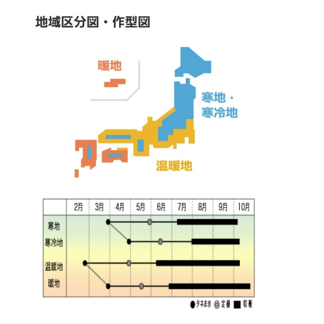 結球レタスの種　ロックウェル　自然農法で育成・採種した国産の種 食品/飲料/酒の食品(野菜)の商品写真