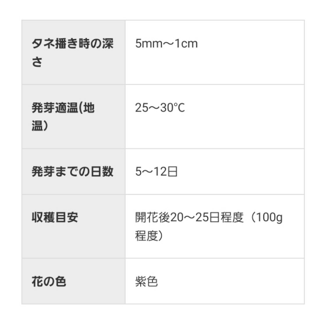 結球レタスの種　ロックウェル　自然農法で育成・採種した国産の種 食品/飲料/酒の食品(野菜)の商品写真