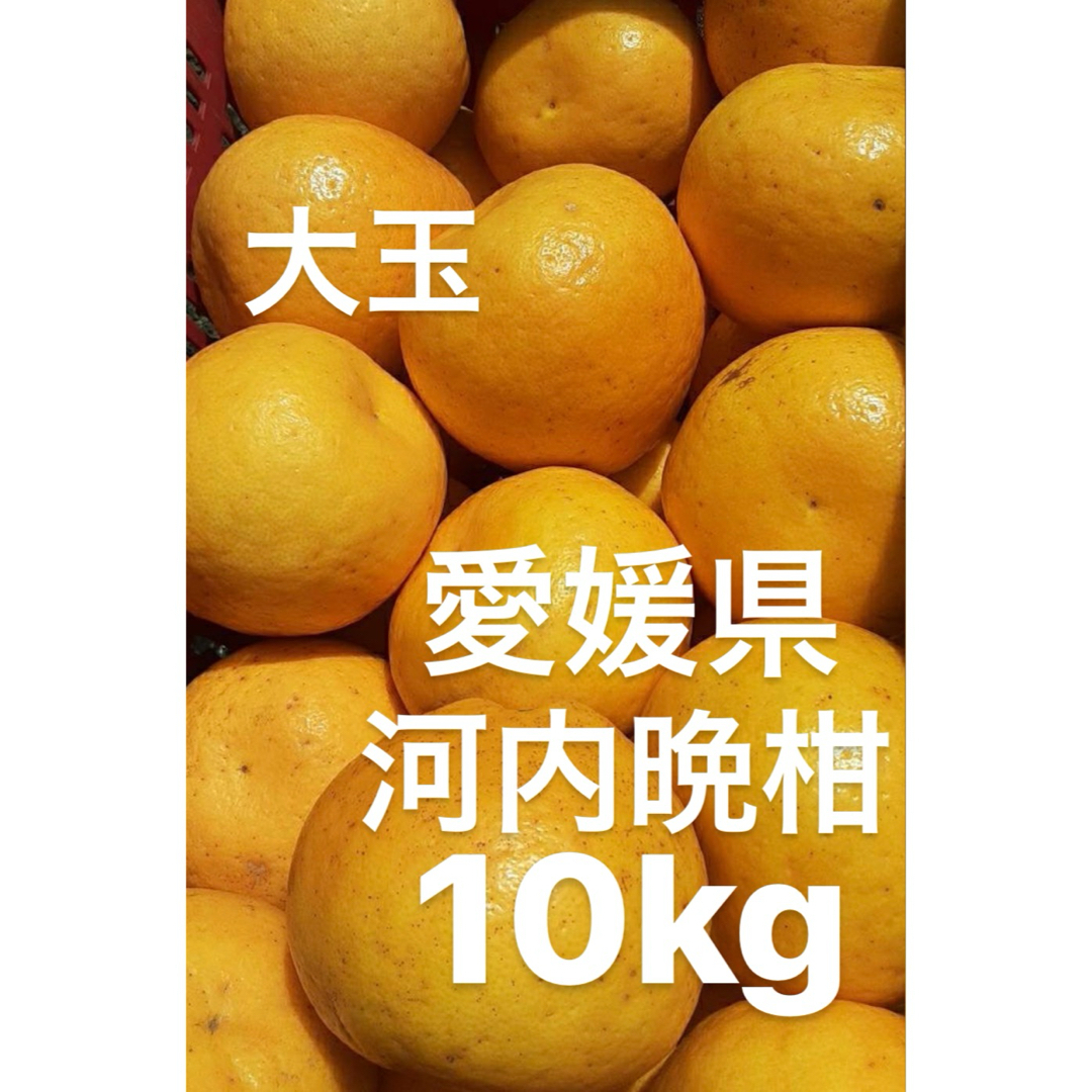 愛媛県産　宇和ゴールド　河内晩柑　柑橘　10kg 食品/飲料/酒の食品(フルーツ)の商品写真