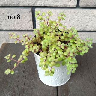 no.8多肉植物ブロウメアナ抜き苗(その他)