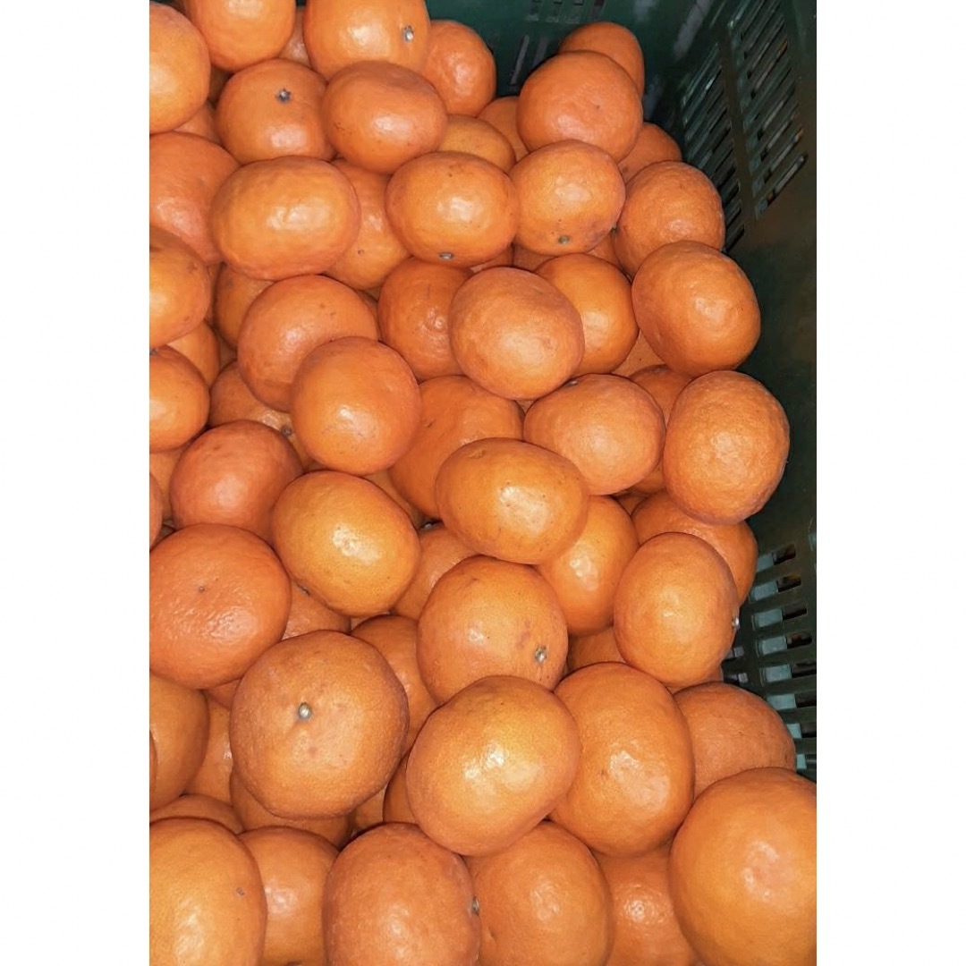愛媛県産　なつみ　柑橘　　10kg 食品/飲料/酒の食品(フルーツ)の商品写真