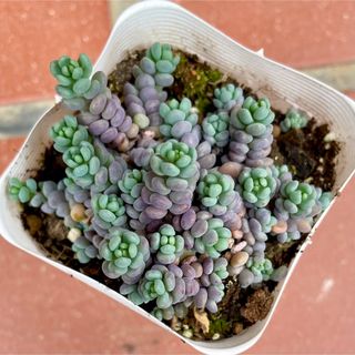 Sedum dasyphyllum 'Purple Haze'(その他)