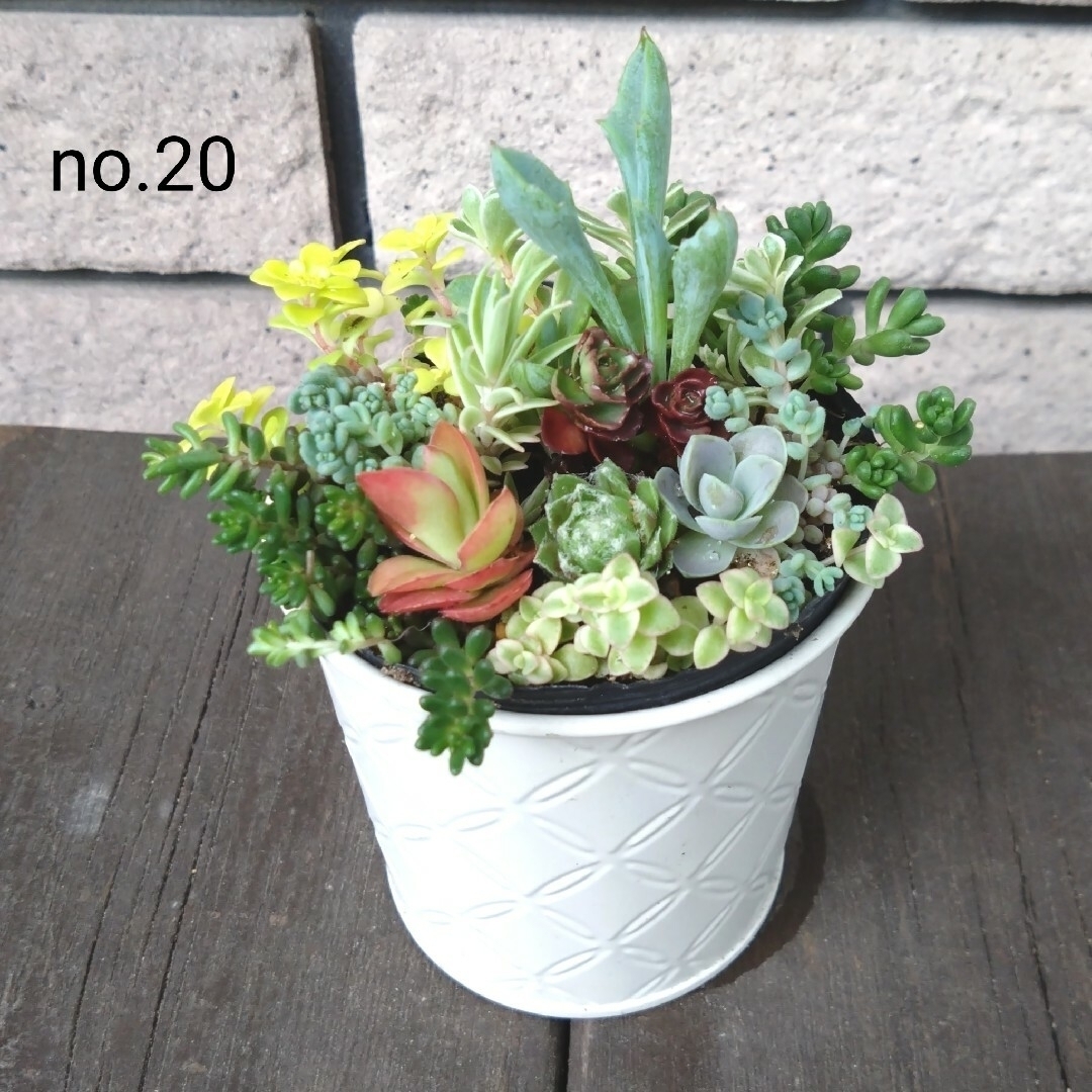 no.20多肉植物抜き苗13種セット ハンドメイドのフラワー/ガーデン(その他)の商品写真